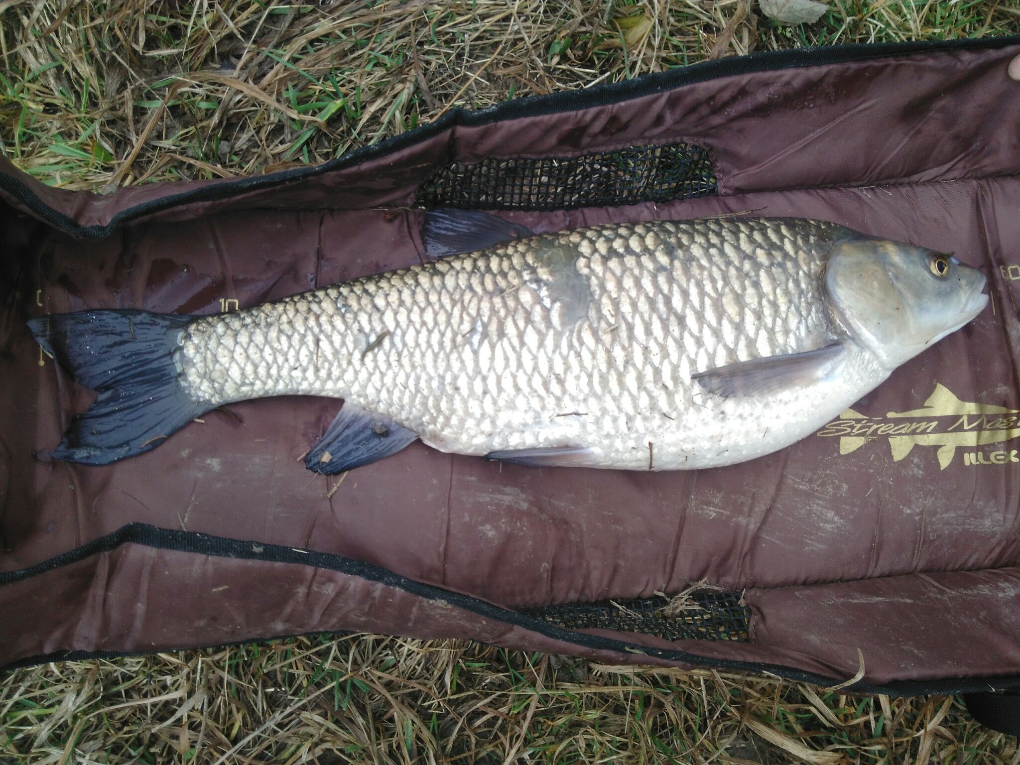 Squalius squalus (Bonaparte, 1837)